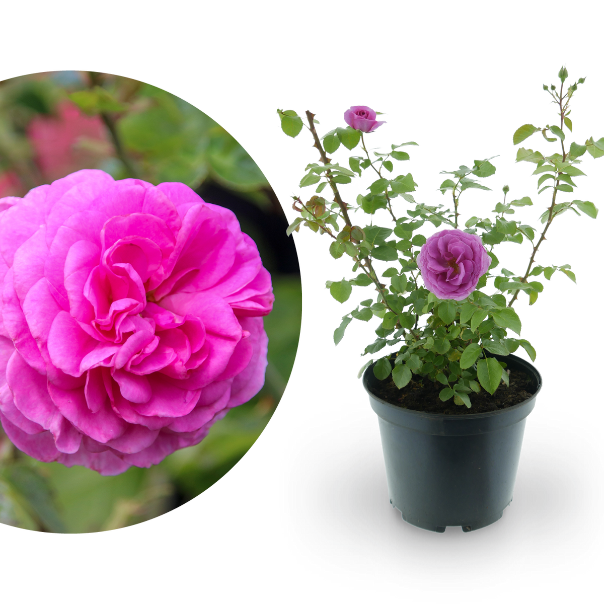 Kletterrose 'Ozeana'® Zartrosa