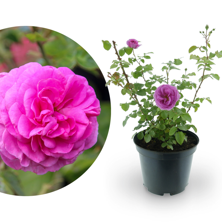 Kletterrose 'Ozeana'® Zartrosa