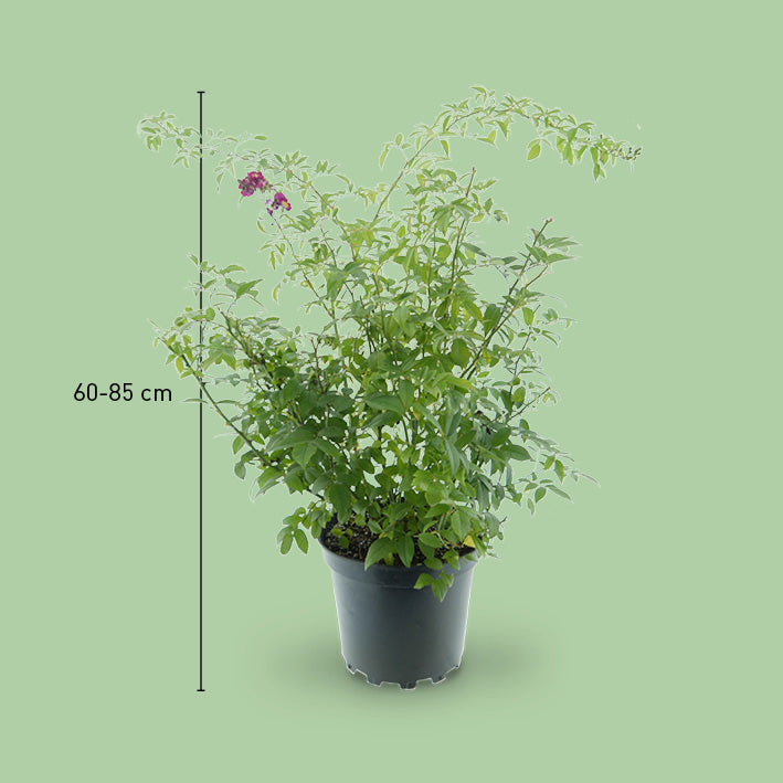 Größe der Kletterrose 'Perennial Blue'®