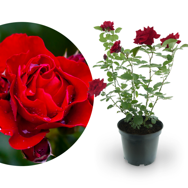 Kletterrose 'Santana'® Feuerrot