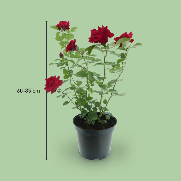 Größe der Kletterrose 'Santana'®