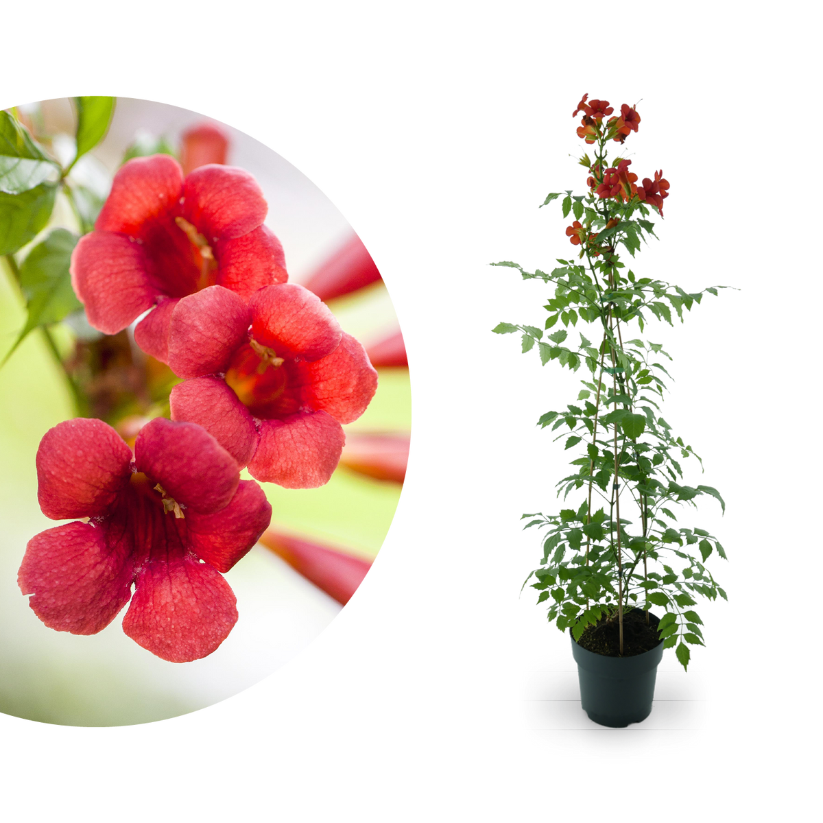 Klettertrompete 'Fire Trumpet'® Rot