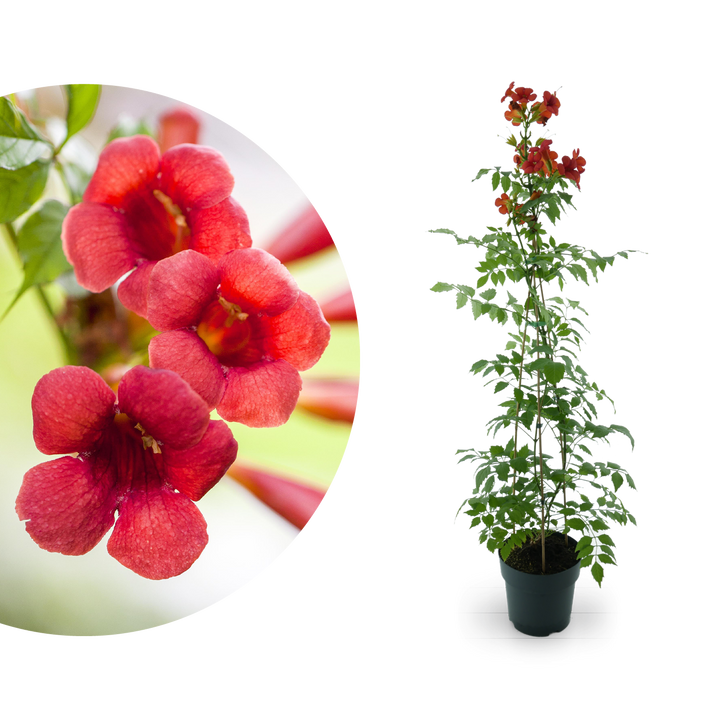 Klettertrompete 'Fire Trumpet'® Rot