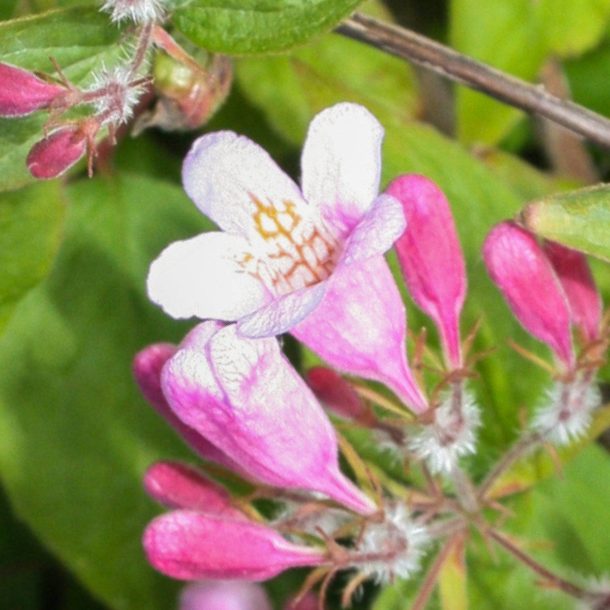 Rosa Blüte der Kolkwitzia amabilis