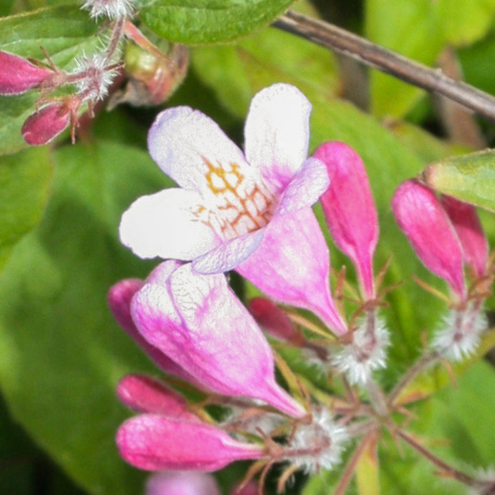 Rosa Blüte der Kolkwitzia amabilis
