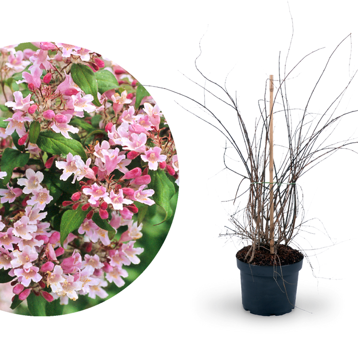 Kolkwitzie 'Pink Cloud'