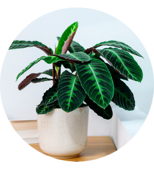 Calathea warscewiczii