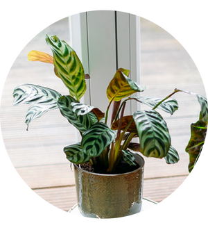 Ctenanthe burle-marxii