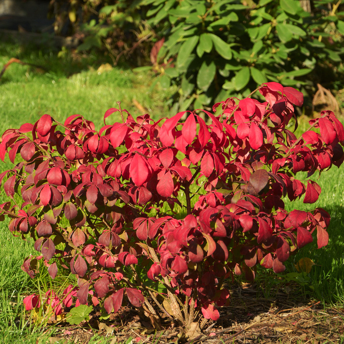 Korkflügelstrauch 'Compactus' im Garten