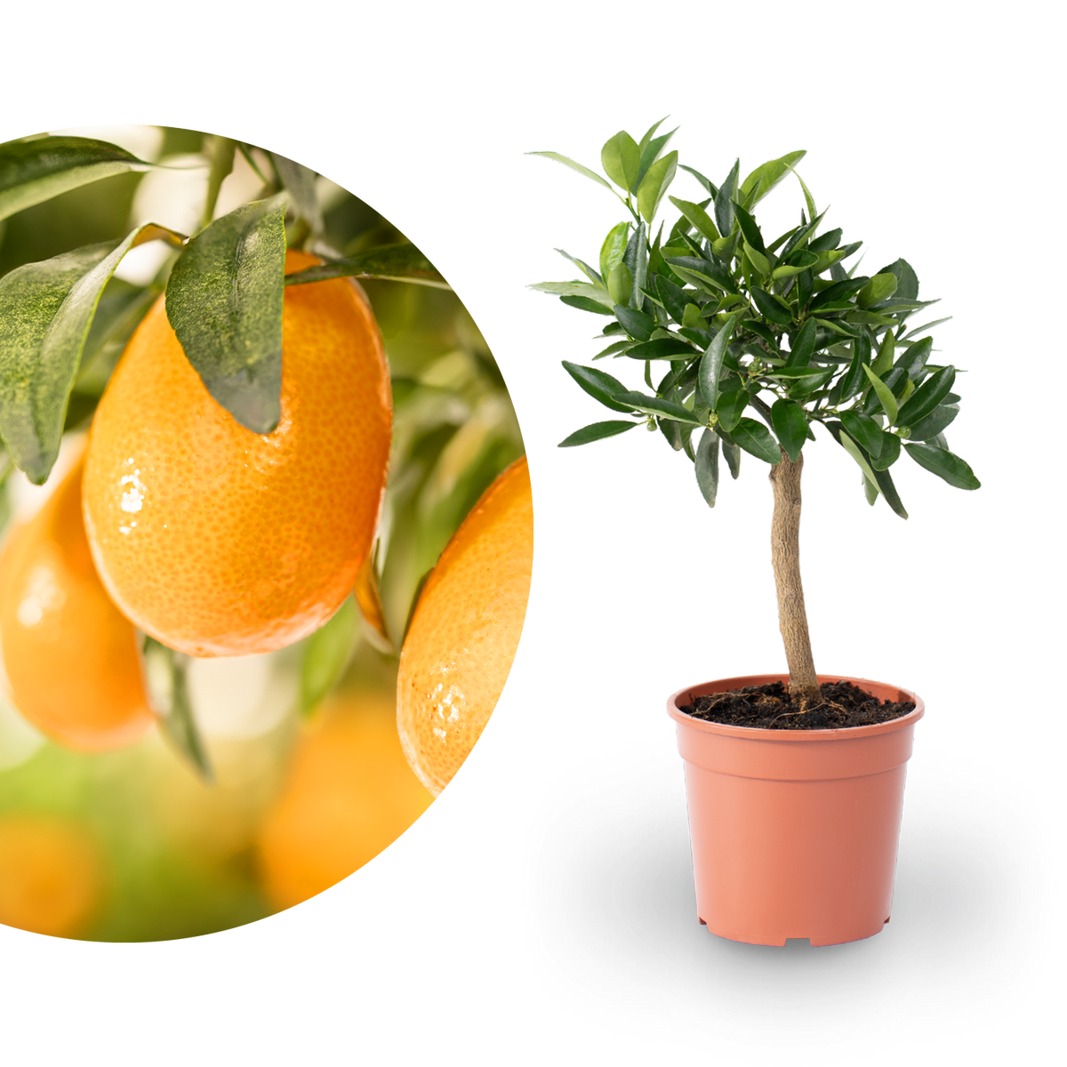 Kumquat als Stamm