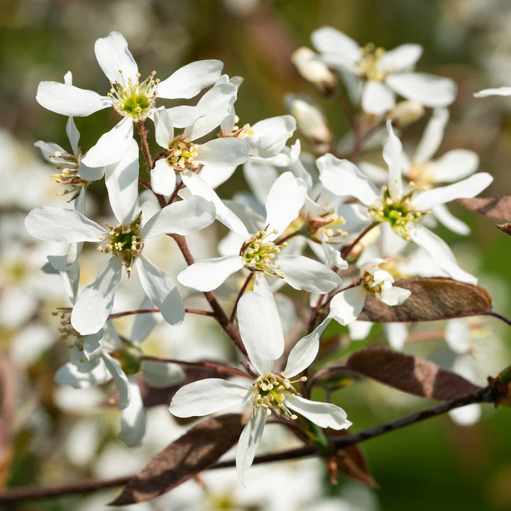 Blüte der Kupfer-Felsenbirne