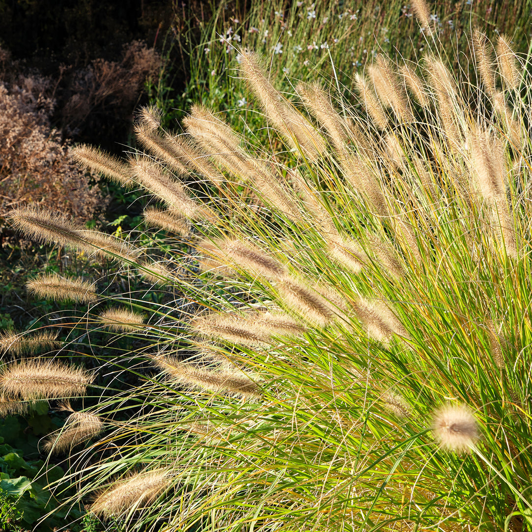 Lampenputzergras 'Hameln' im Garten