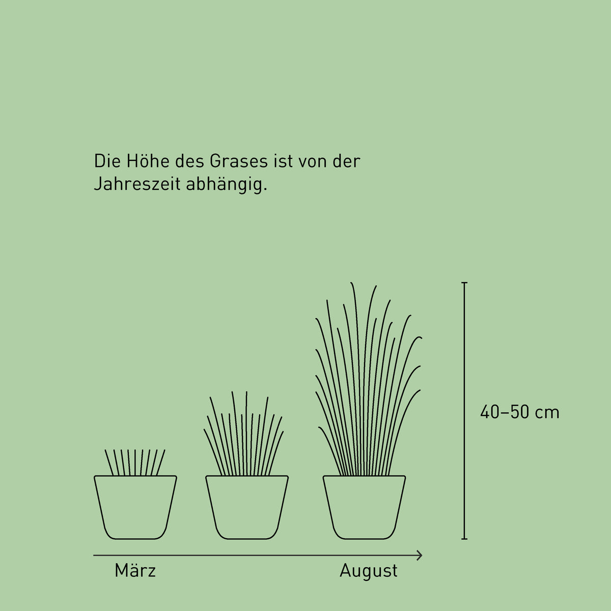 Größe des Lampenputzergras 'Hameln'
