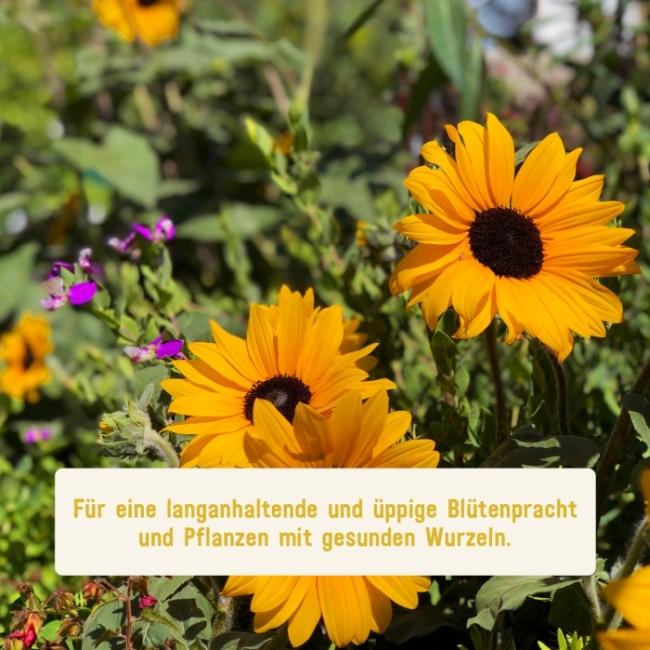 Bio-Langzeitdünger für Blumen
