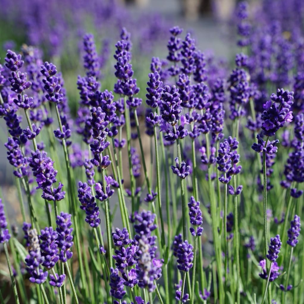 Lavandula angustifolia 'Hidcote Blue'