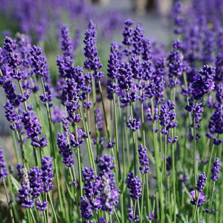 Lavandula angustifolia 'Hidcote Blue'