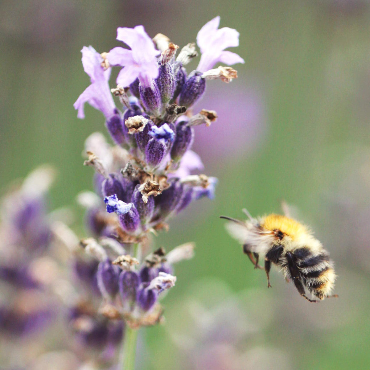Lavandula angustifolia 'Munstead' in Blüte