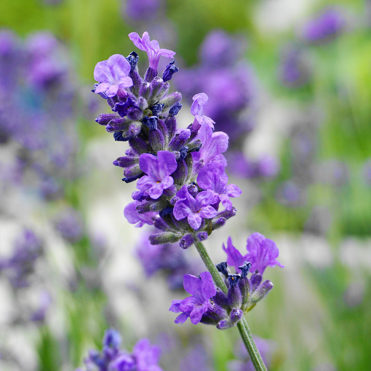Blühender Lavandula angustifolia