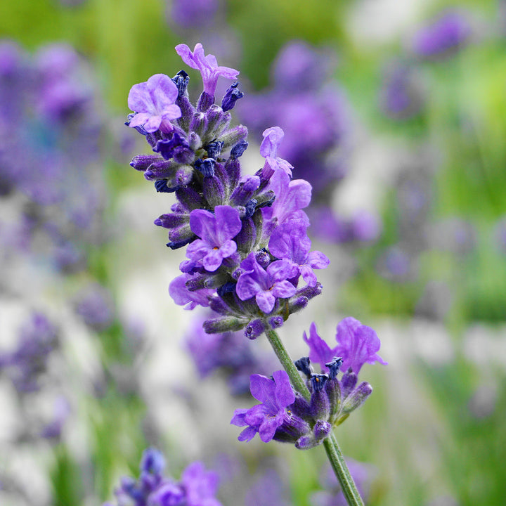 Blühender Lavandula angustifolia 