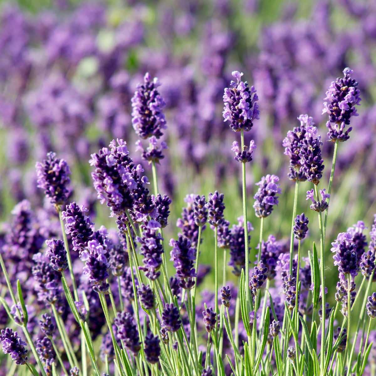 Lavandula angustifolia auf einem Feld