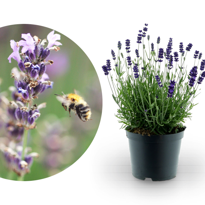 Lavendel 'Munstead' Blauviolett