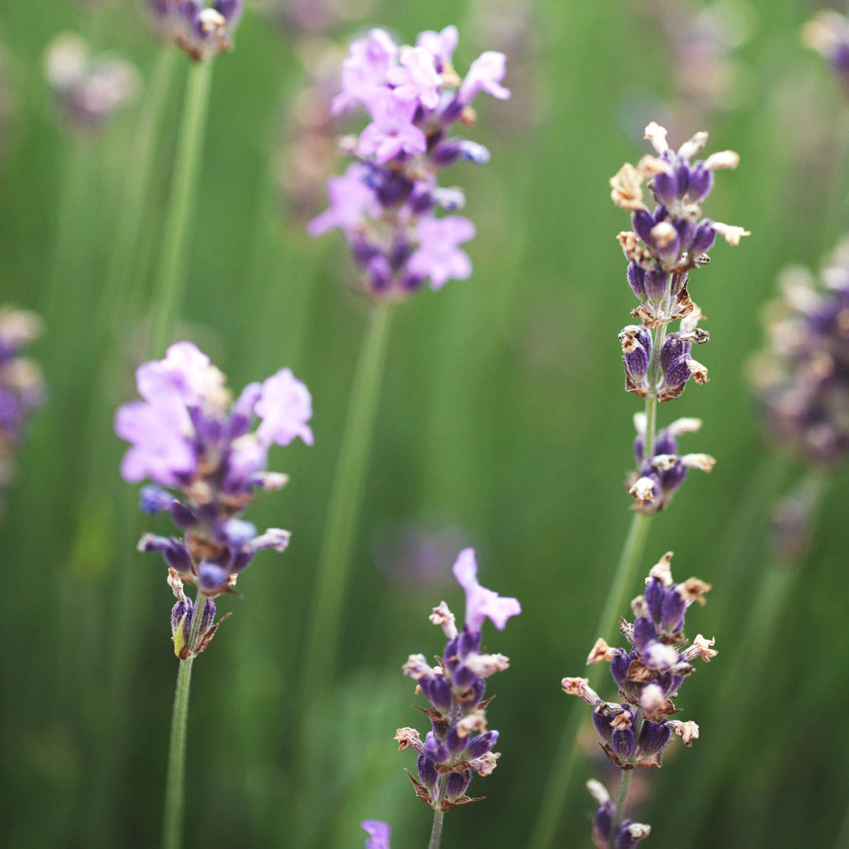 Blühender Lavendel 'Munstead'