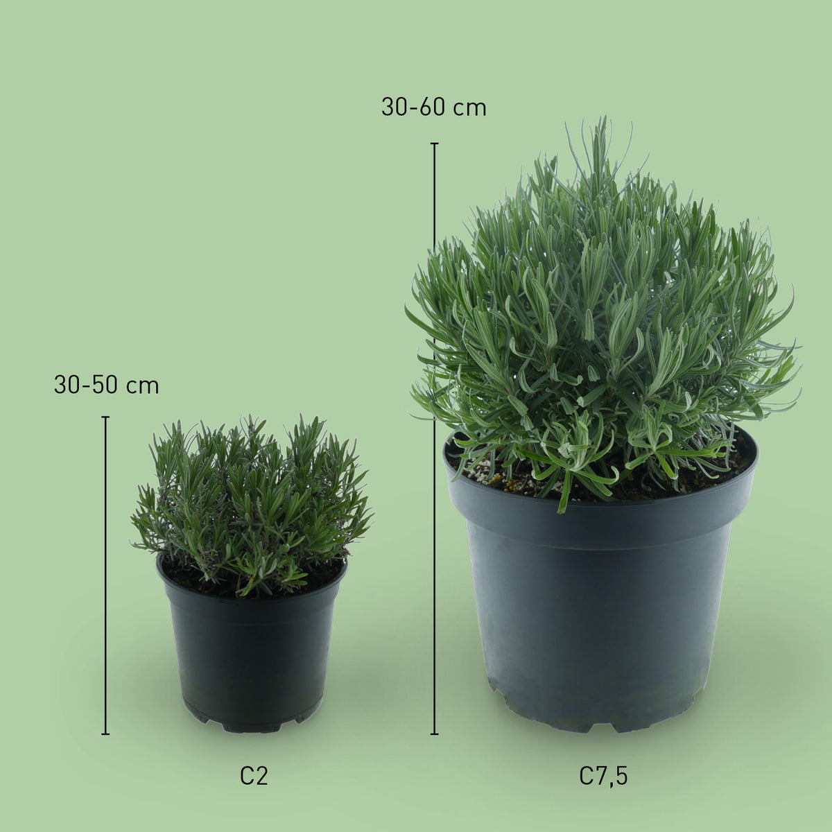 Größe des Lavendels 'Munstead'