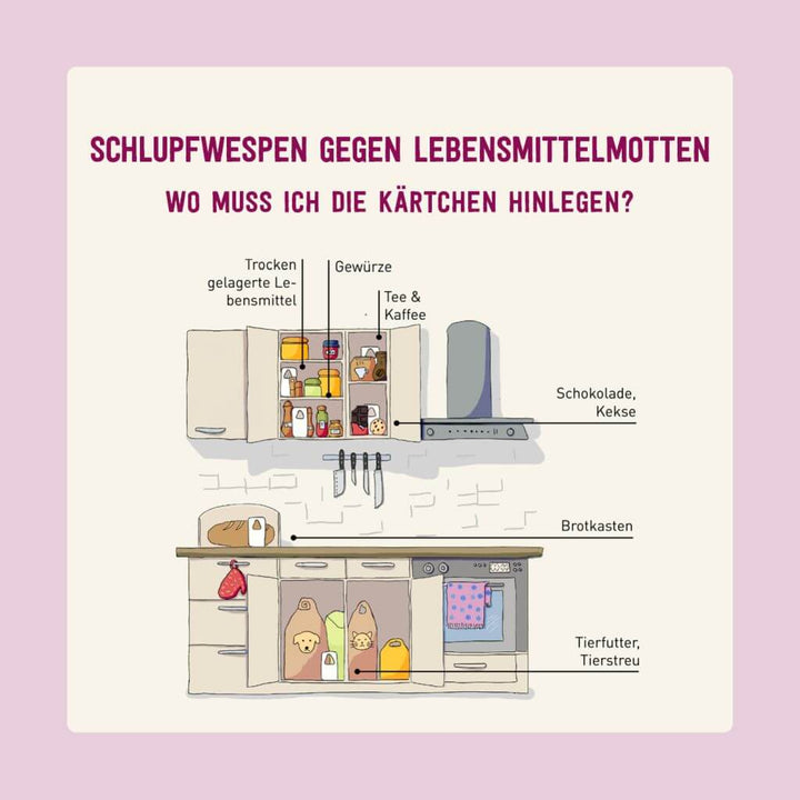 Lebensmittelmotten mit Schlupfwespen bekämpfen