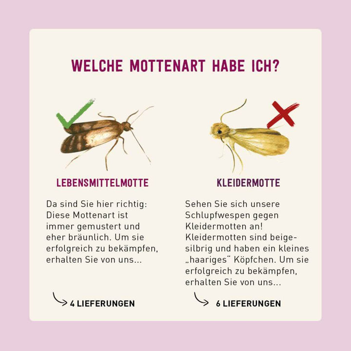 Lebensmittelmotten erkennen