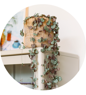 Ceropegia woodii 'String of Hearts'