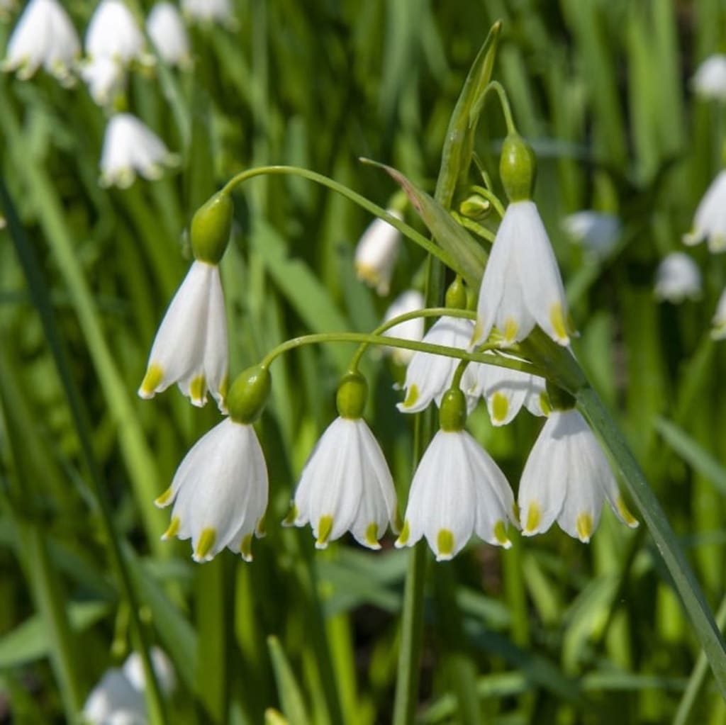 Leucojum aestivum
