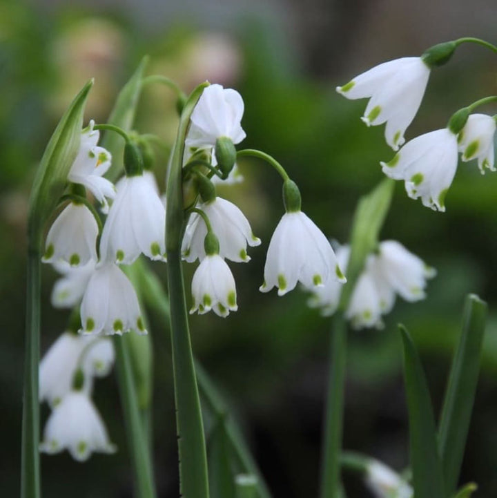 Leucojum aestivum