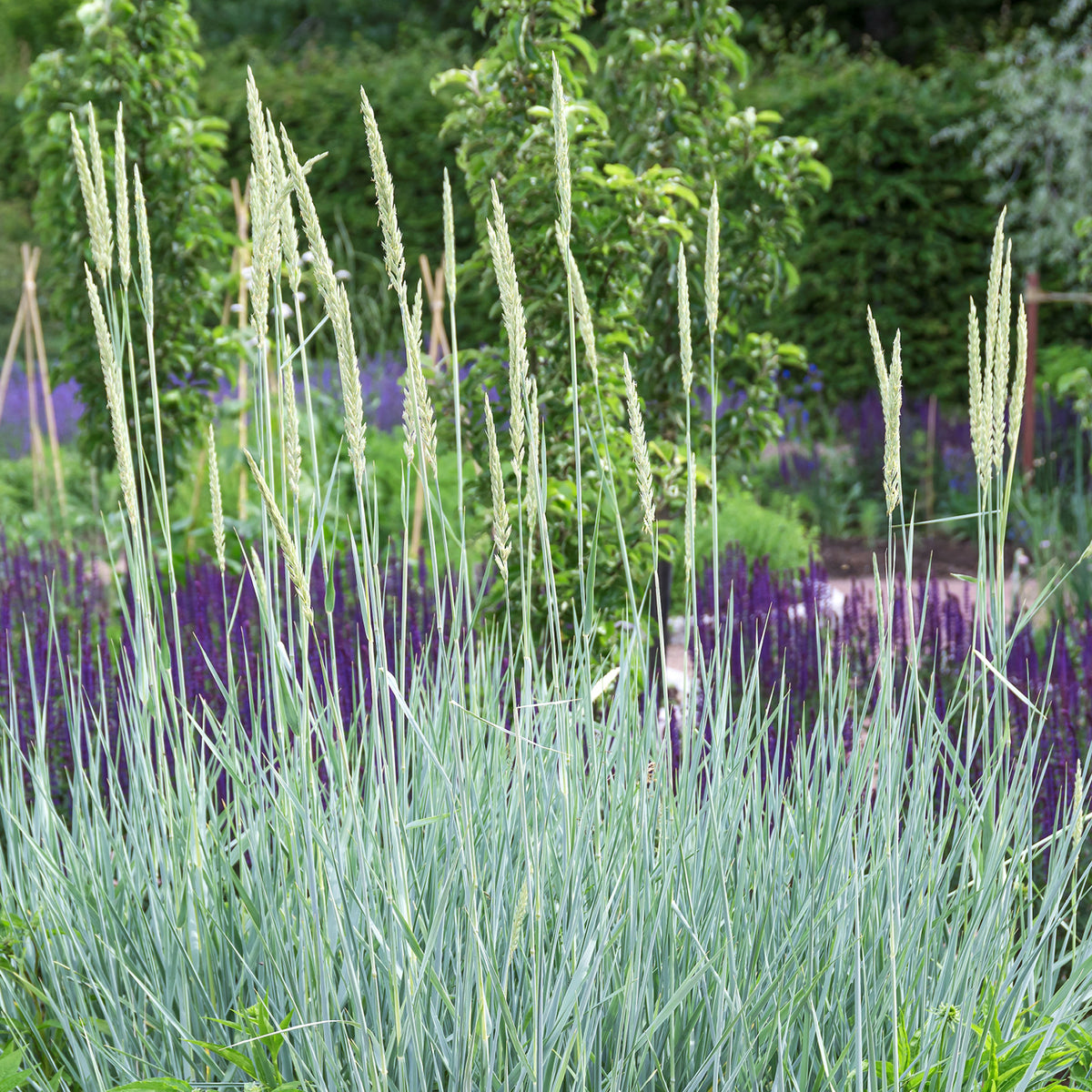 Ähren von Leymus arenarius 'Blue Dune'