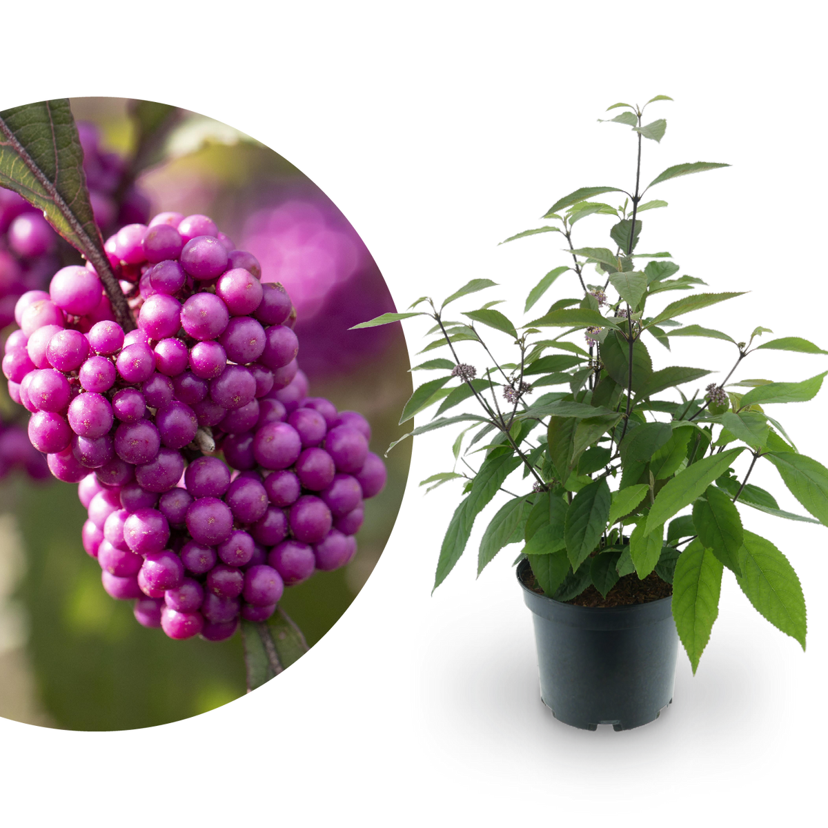 Liebesperlenstrauch 'Profusion' Lila