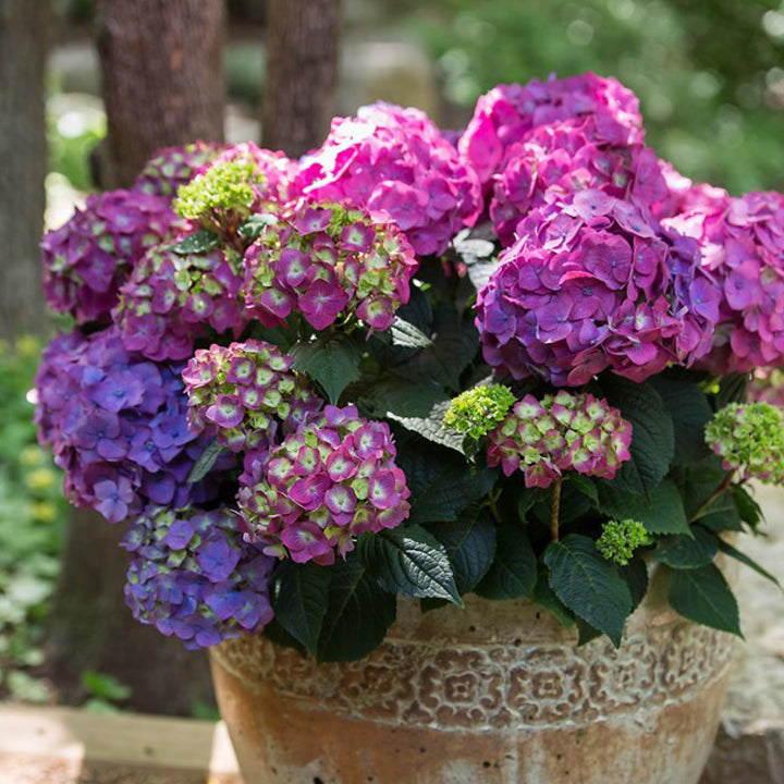 Lila Hortensie Endless Summer® 'Summer Love' im Topf