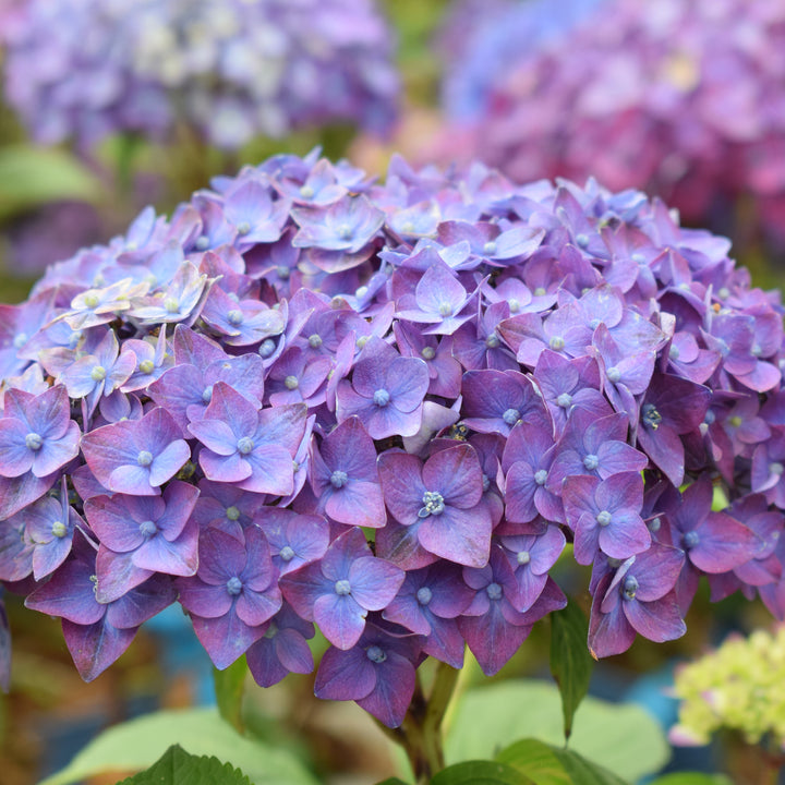 Lila Endless Summer® Hortensie 'Summer Love'
