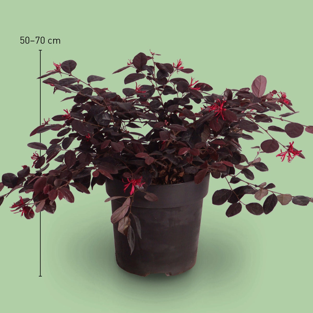 Größe der Loropetalum chinensis 'Black Pearl'
