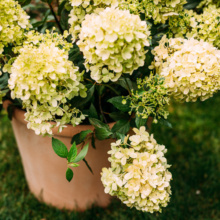Hortensie 'Magical Matterhorn'® im Topf