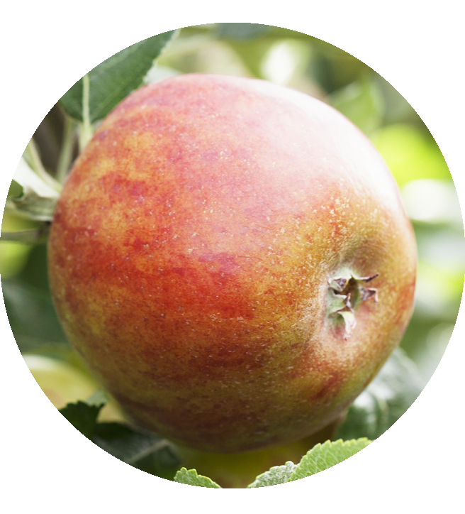 Malus 'Holsteiner Cox'