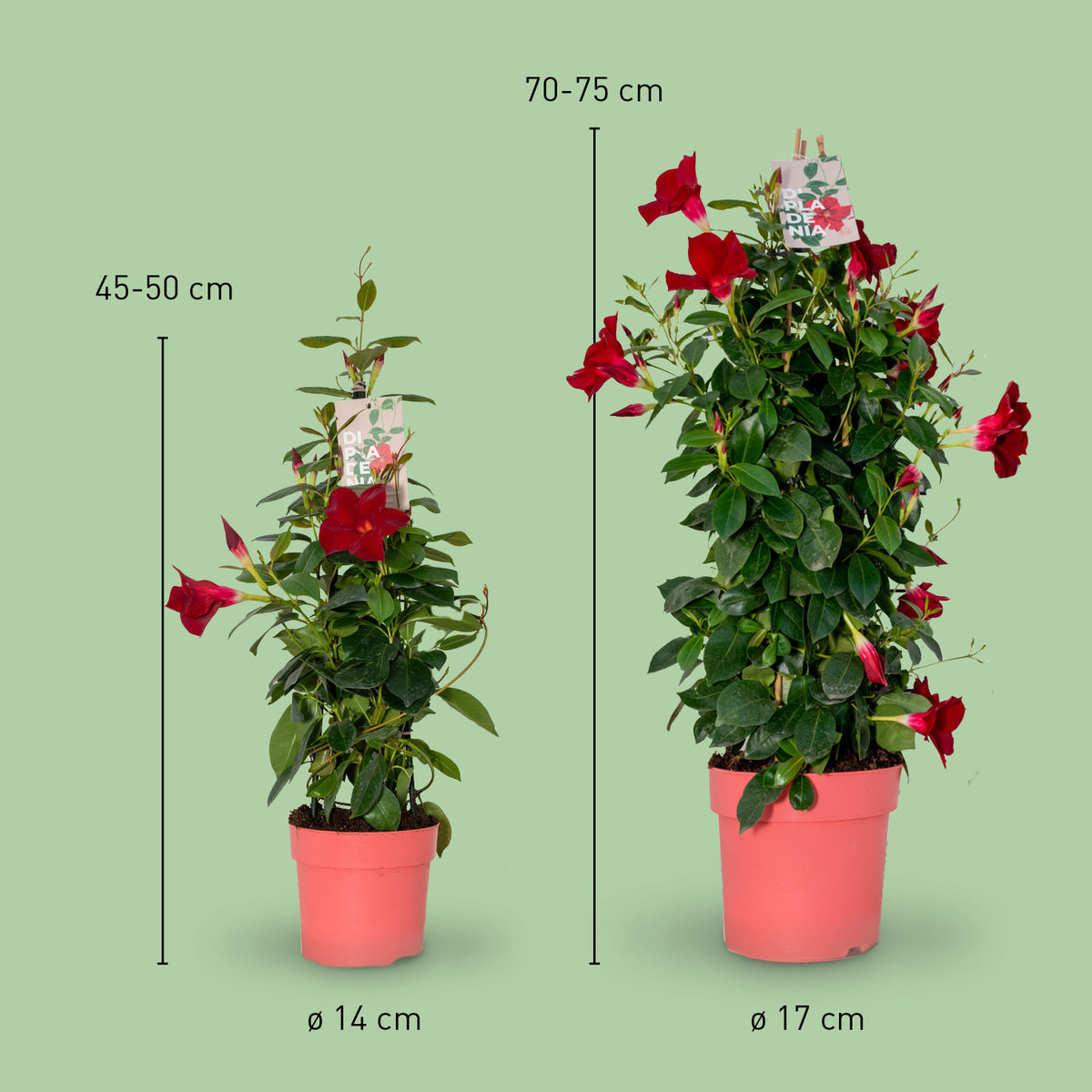 Größe der roten Mandevilla