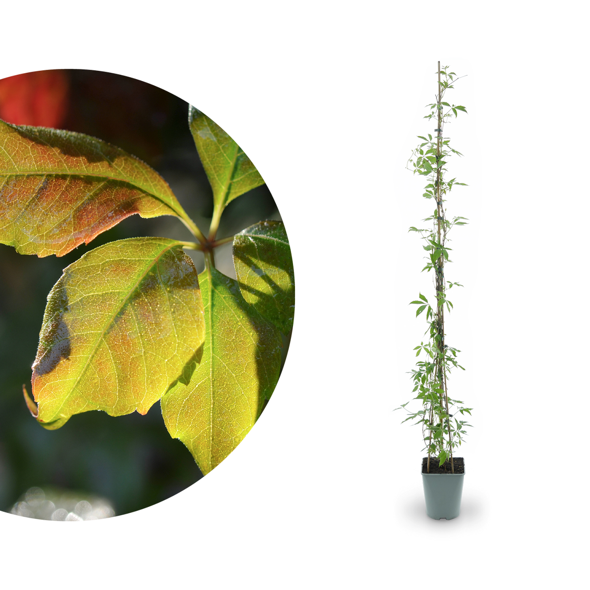 Mauerwein 'Engelmannii'