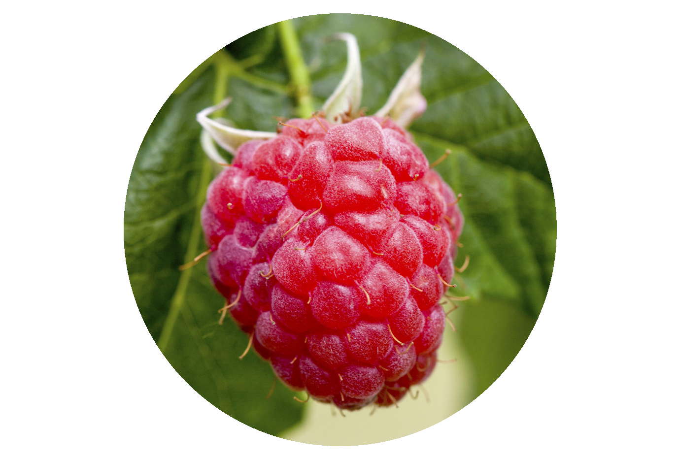 Rubus idaeus 'Meeker'