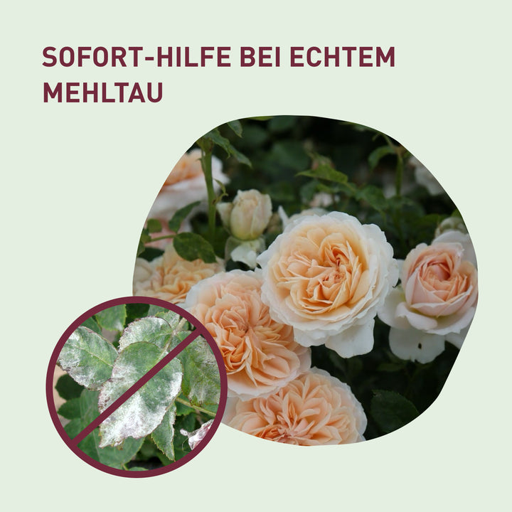 Spritzmittel zur Bekämpfung von Mehltau an Rosen