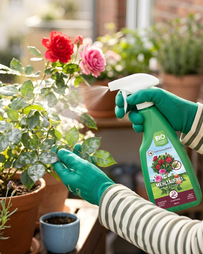 Anwendung von Mehltaufrei an Rose