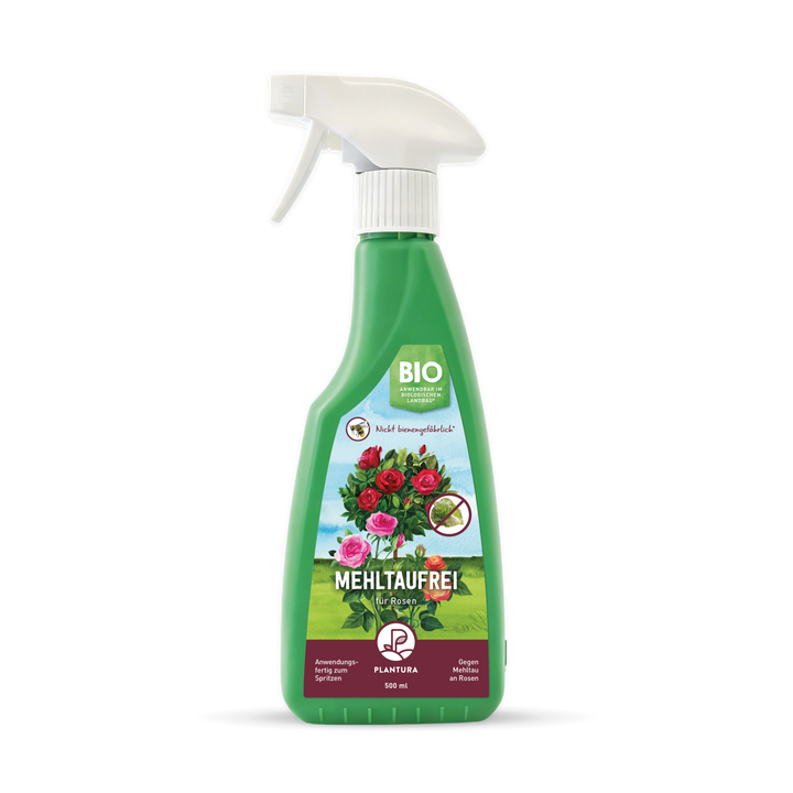 Mehltaufrei für Rosen Spritzmittel gegen Echten Mehltau