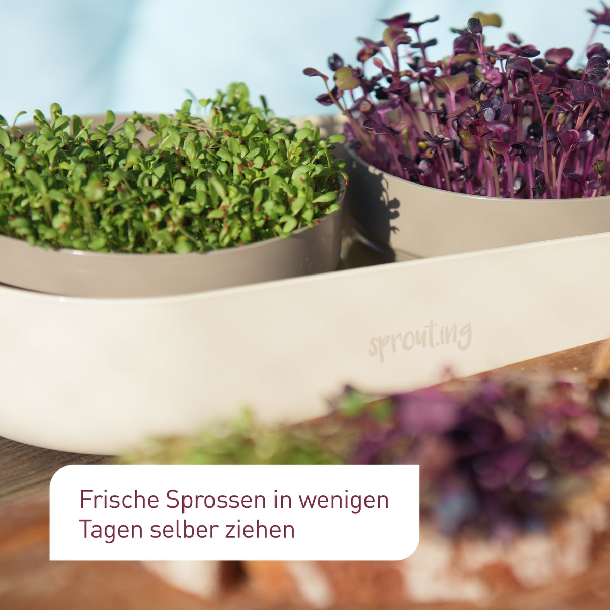 Set zur Anzucht von Microgreens und Sprossen