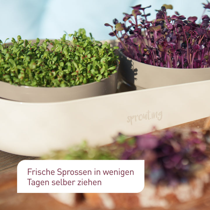 Set zur Anzucht von Microgreens und Sprossen