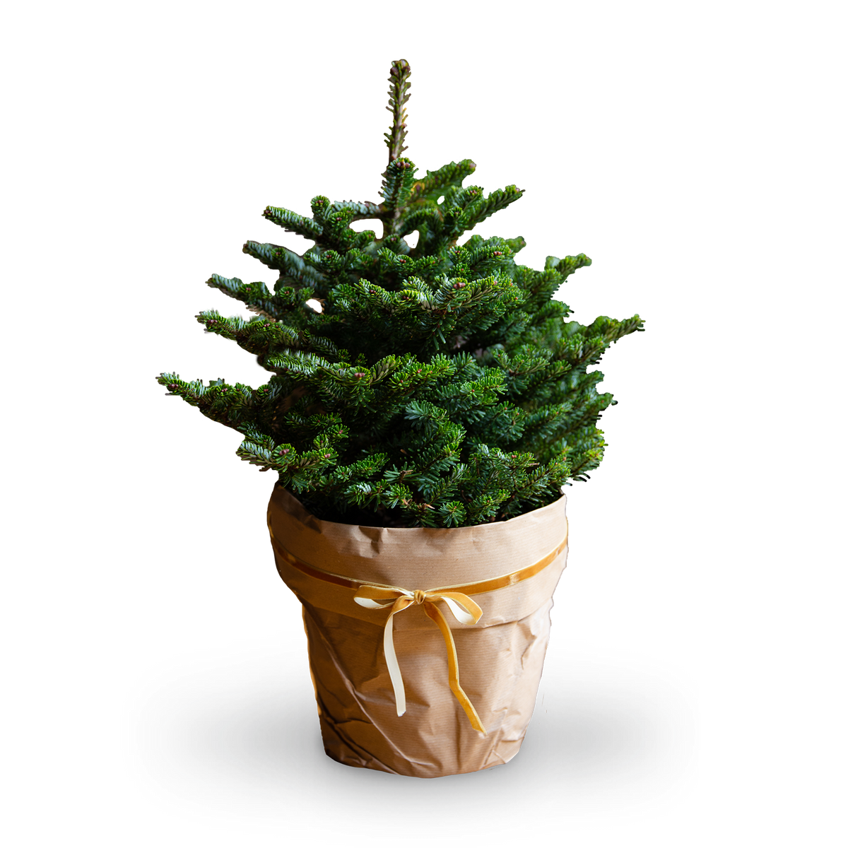 Großer Mini-Weihnachtsbaum im Topf
