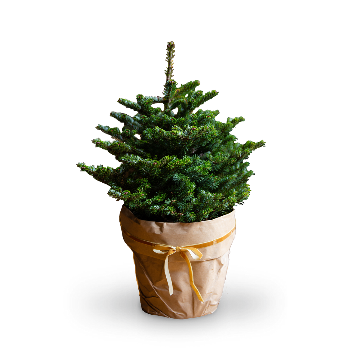 Mini-Weihnachtsbaum im Topf