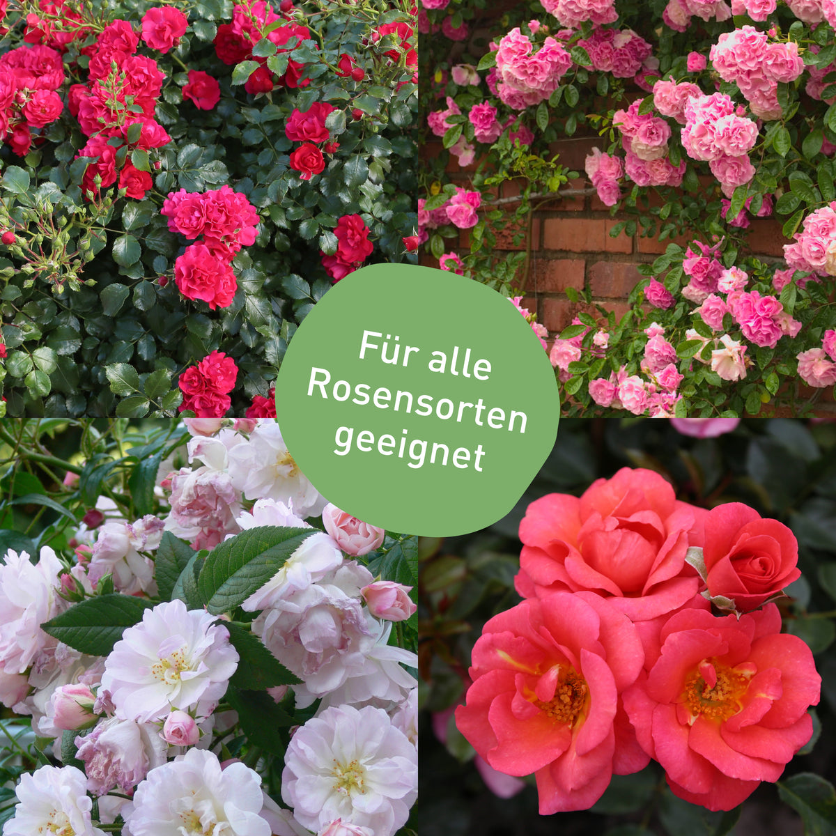 Mittel gegen Mehltau an allen Rosensorten